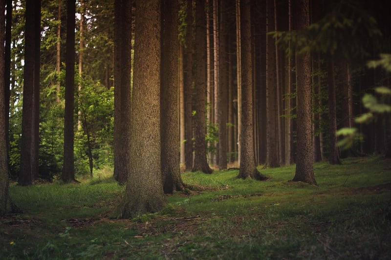 Elven Woodland Grove