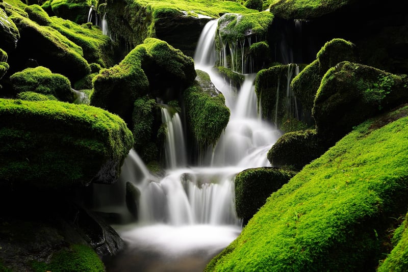 Waterfall Oasis